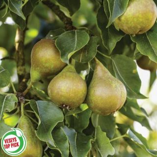 Honey Sweet Pear Tree Thumbnail